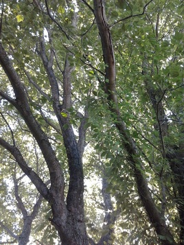 tree poetry
