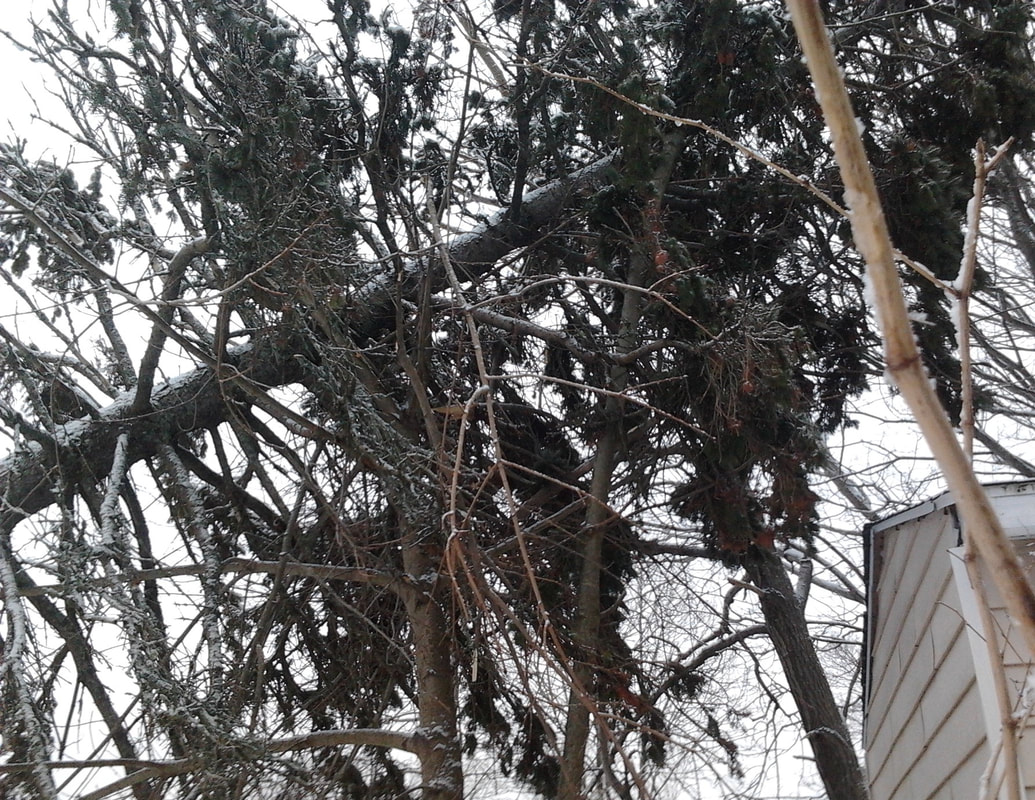 Luckily this tall spruce tree is resting on some nearby trees that held it up and stopped it from demolishing my shed.