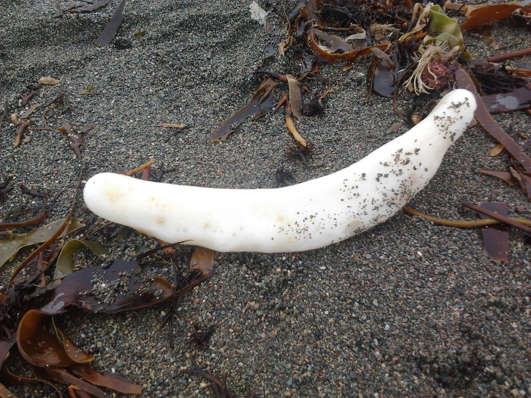 Basking Shark bone found along shoreline of ocean in Nova Scotia