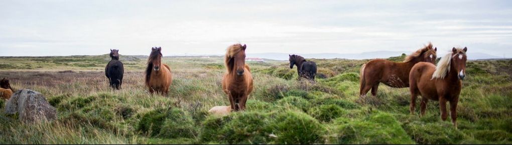 Wild Sable Island Horses. Her name was Mabel. We had a lot in common. We both loved being in nature. We were both French Acadian Canadians, distant cousins if you will. We were both born in Nova Scotia but both originate from Loudon, France, from ancestors years gone past.