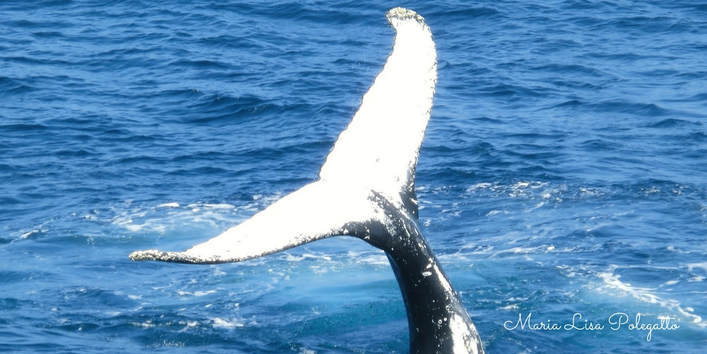 Whales and Sustainability: The Ocean's Ecosystem Engineers.  The oceans are not just vast, they are home to many marine species, including whales, that we are still learning about.