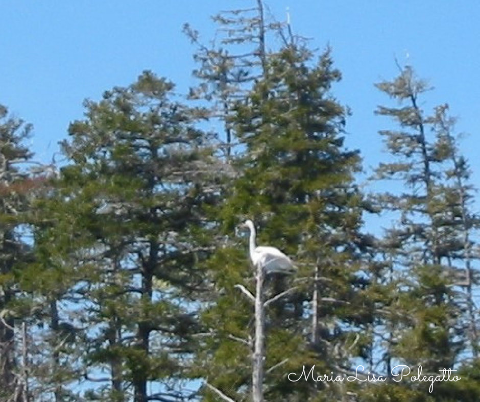 Great Egret. I believe in the miracles of nature. They dance in the leaves of the trees, they swirl in the air like the butterflies, they soar to great heights like the birds up to heaven and return with the love that we need to take flight.