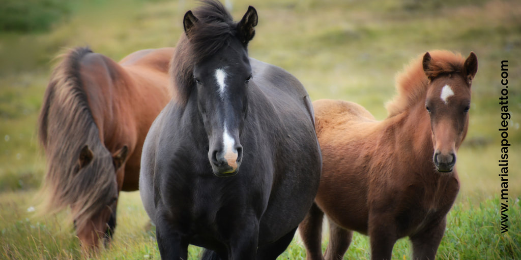 Animals and doTERRA Essential Oils, Horses and doTERRA Essential Oils