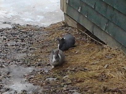 Baby rabbits come early at Two Rivers Wildlife Park