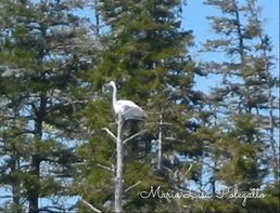 A Great Egret, a rare find in Nova Scotia, Canada, likely blown in with a storm in April, 2018.